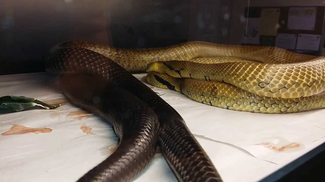 Cribo Breeding action