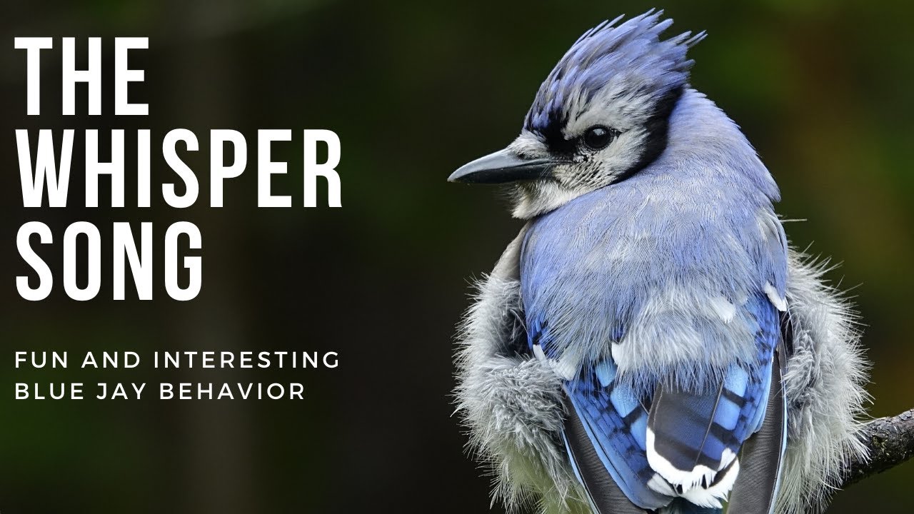 Fascinating Look at the Blue Jays' Whisper Song and Possible Tendency of Males to Cheat!