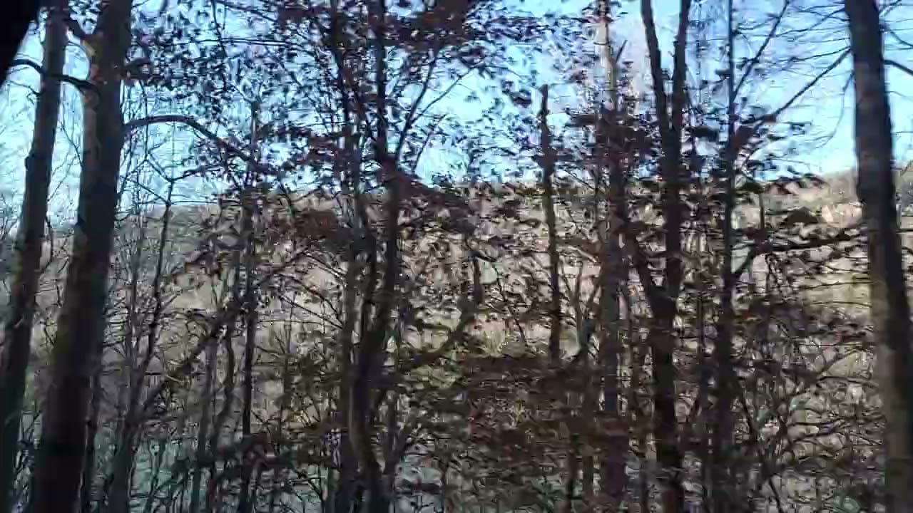 bosque bonito