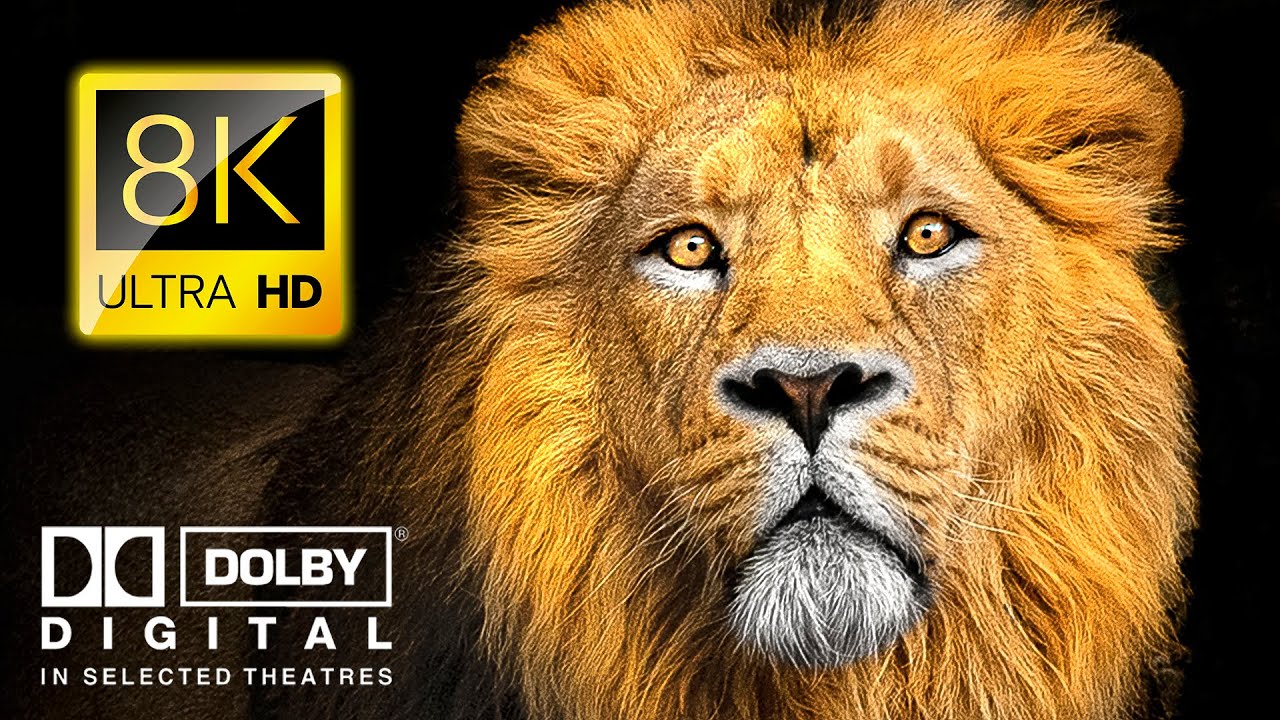 Majestic Animals in 8K VIDEO - 4K Ultra HD Wildlife with Dolby Vision
