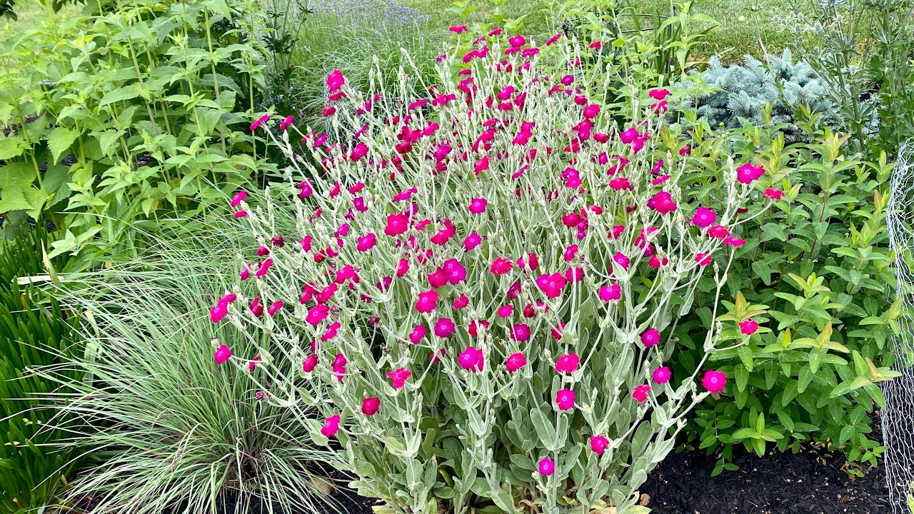 How to Collect Rose Campion Seeds - Harvesting Lychnis Coronaria