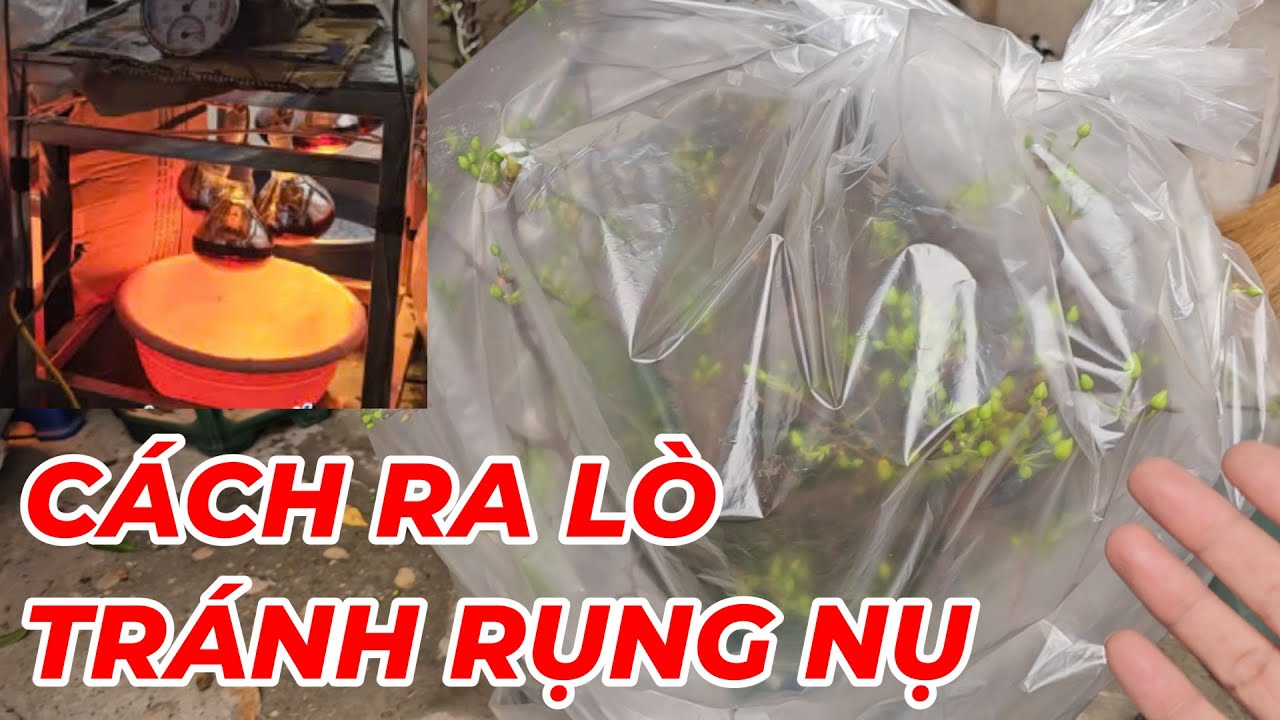 🔴 QBS24633 - CÁCH RA LÒ CHO CÂY MAI VÀNG Ủ NHIỆT KHÔNG BỊ SỐC NHIỆT RỤNG NỤ | CÁCH Ủ NHIỆT MAI VÀNG