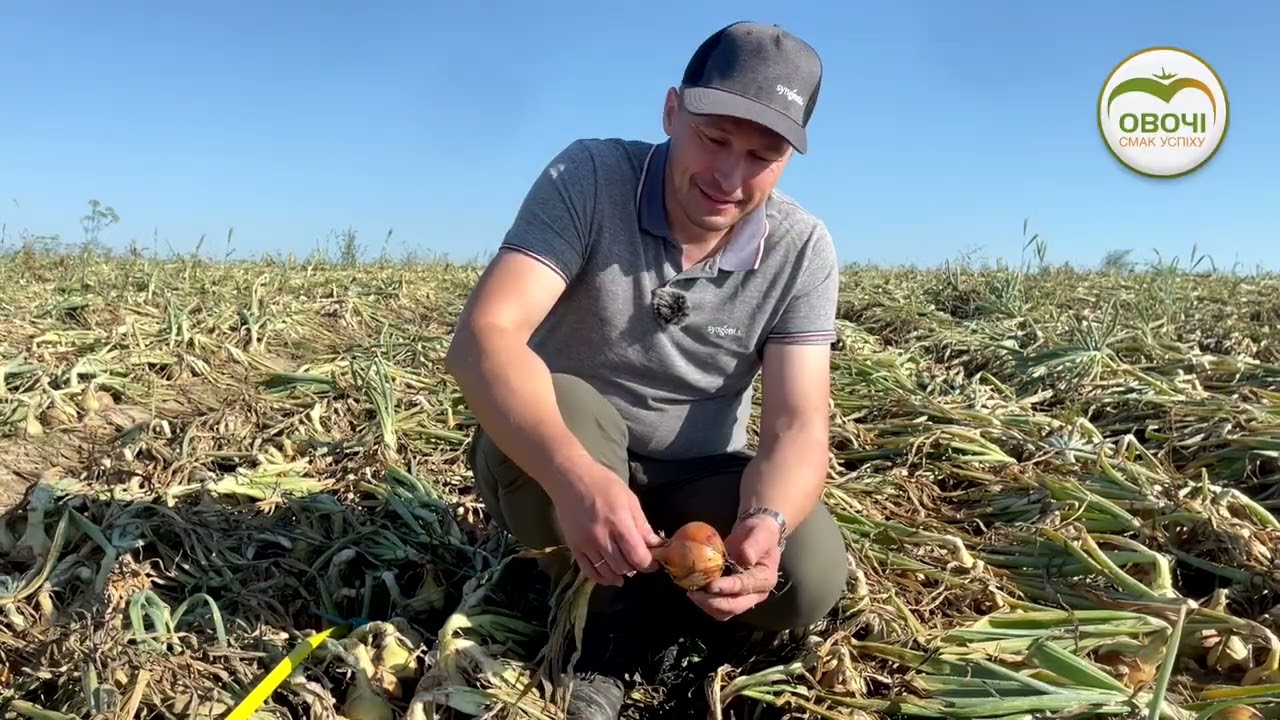 Як виростити цибулю типу Райнсбургер | Овочі.Смак успіху