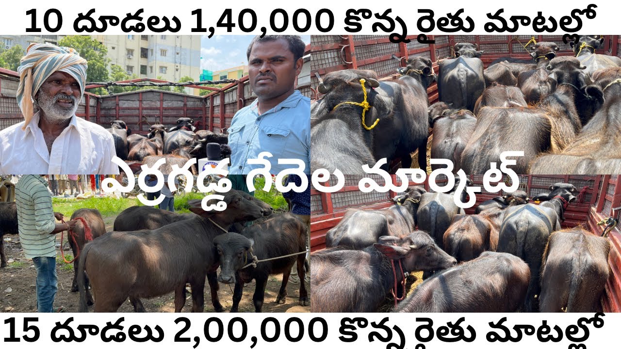 ఎర్రగడ్డ గేదెల మార్కెట్ లో ఈ వారం దూడలు రేట్లు రైతు మాటల్లో erragadda buffalo market 2-10-22