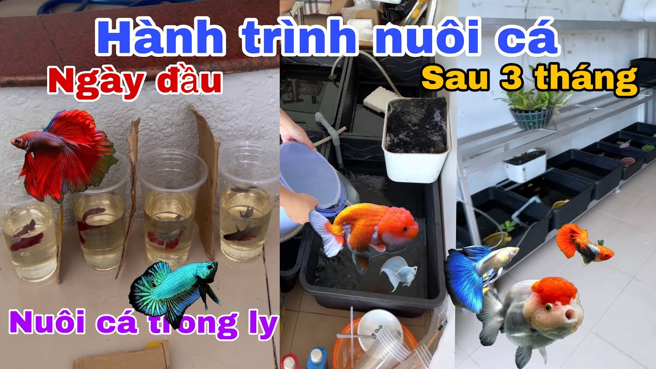 Hành trình nuôi cá từ ngày đầu tiên nuôi cá trong ly và sau 3 tháng nâng cấp chỗ nuôi cá 