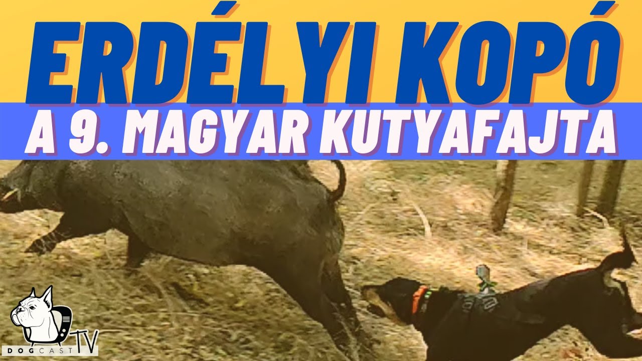 ERDÉLYI KOPÓ - A 9. magyar kutyafajta! DogCast TV!