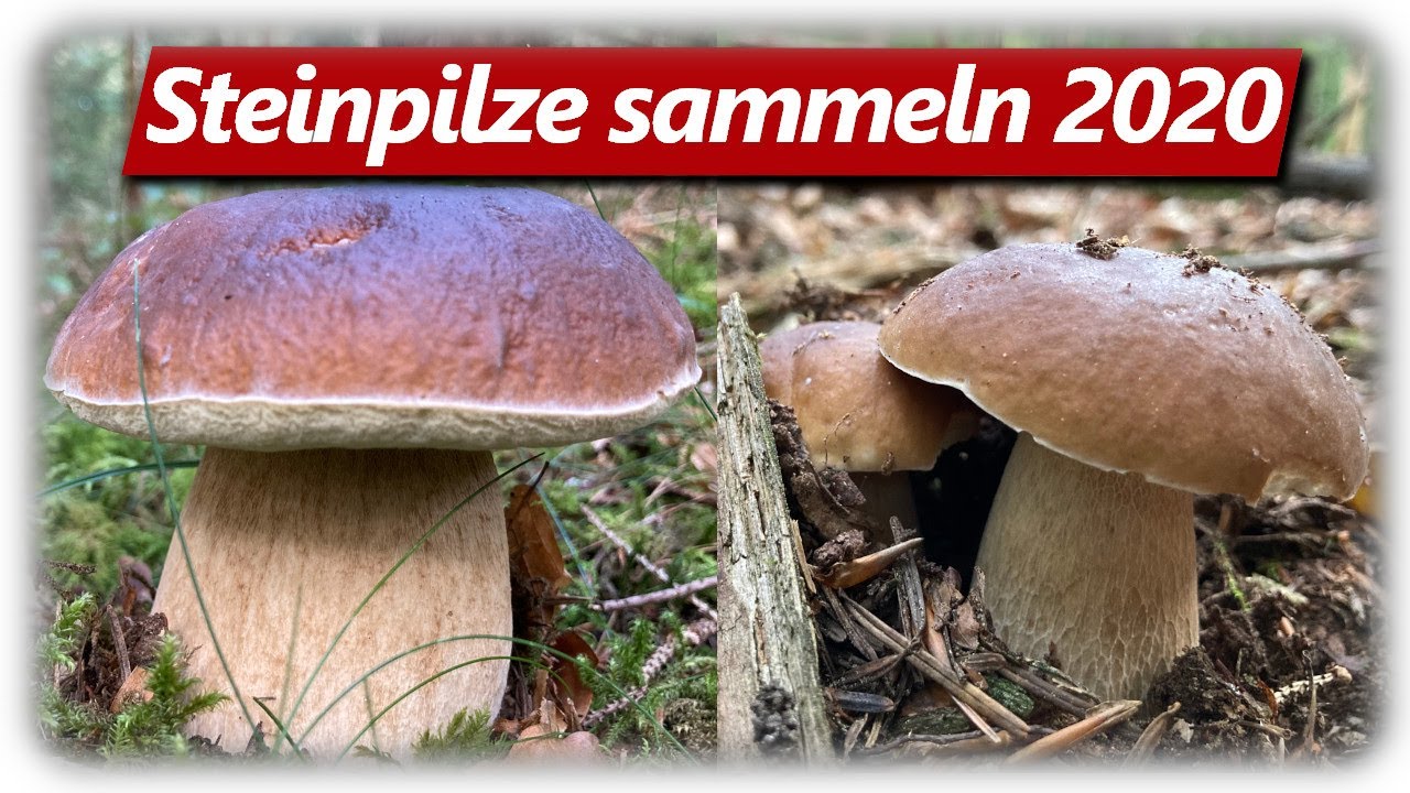STEINPILZ WAHNSINN | Speisepilze sammeln im September