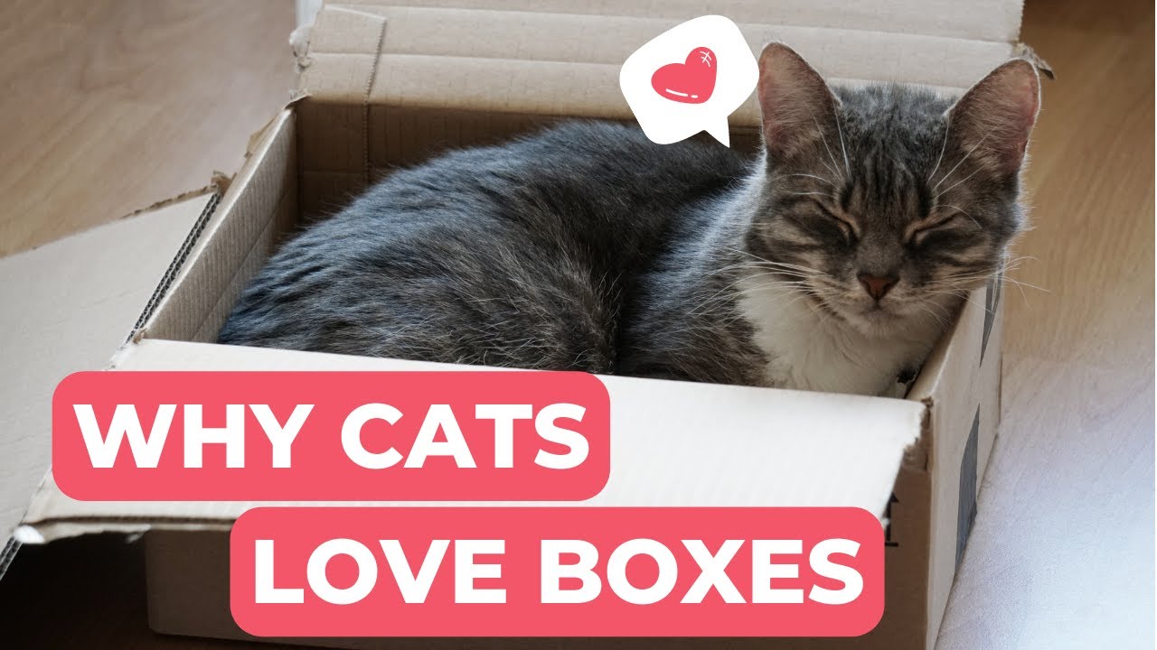 Why Cats Love Boxes. Explained The Fascinating Reason