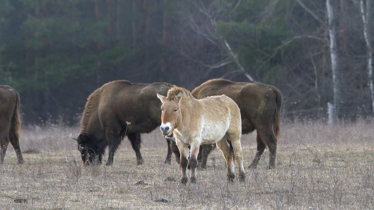 Európai bölény & Eurázsiai vadló - Szalafő (Bison bonasus & Equus ferus)
