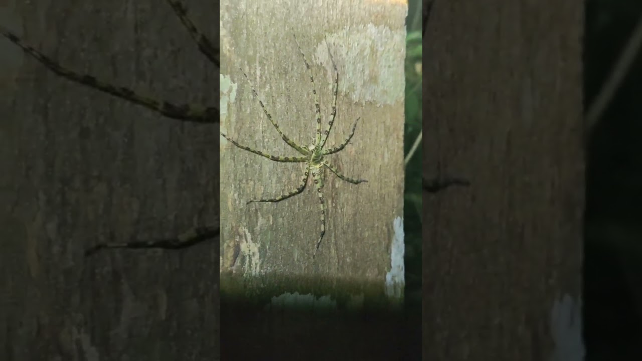 Wow! The Incredible Camouflage of Spiders in the Wild!