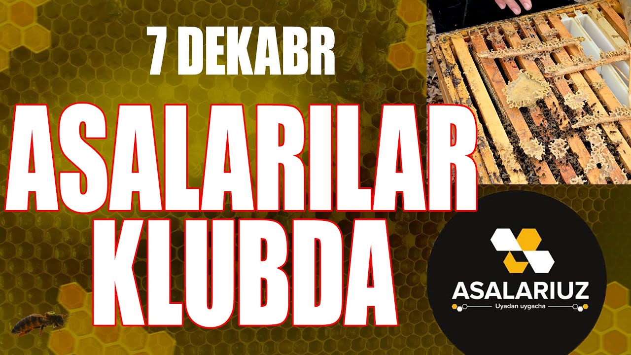 7 dekabr 2025 yil. Asalarilar klubda
