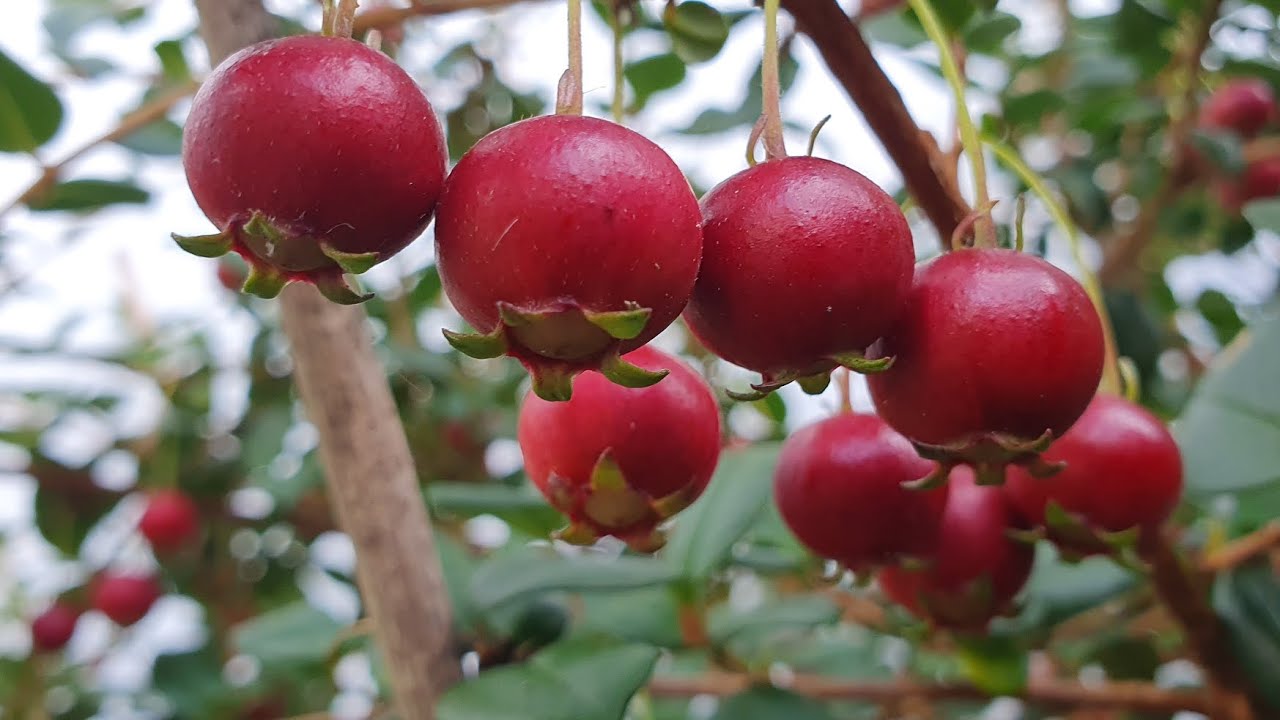 Chilean Guavas: growing, picking and tasting these gorgeous berries
