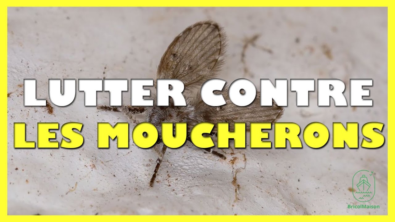 Comment lutter contre les moucherons