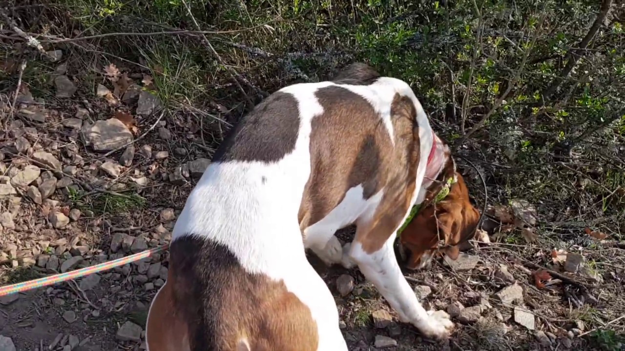 Početak obuke prvo pustanje Rusa na teren!