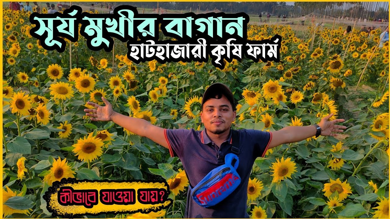 সূর্যমুখী ফুলের বাগান,হাটহাজারী কৃষি ফার্ম | হাটহাজারী,চট্টগ্রাম |Hathazari Chittagong Vlog