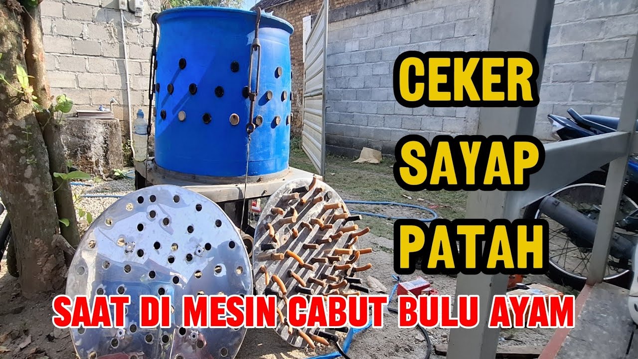 CEKER SAYAP KEPALA AYAM PATAH | Masin cabut bulu ayam