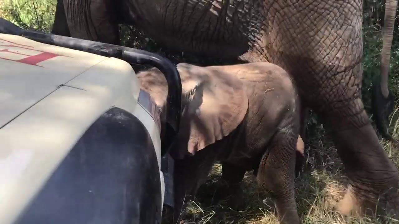 Baby elephant with the sweetest trumpeting gnaws away at vehicle