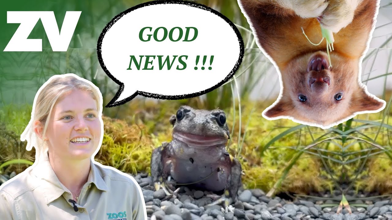 Good News from the Zoos- 4K