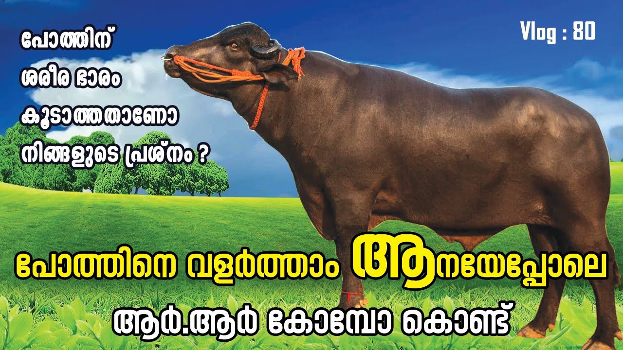 പോത്തിനെ വളർത്താം ആനയേപ്പോലെ  PAPPAYA VLOGS| Vlog : 80
