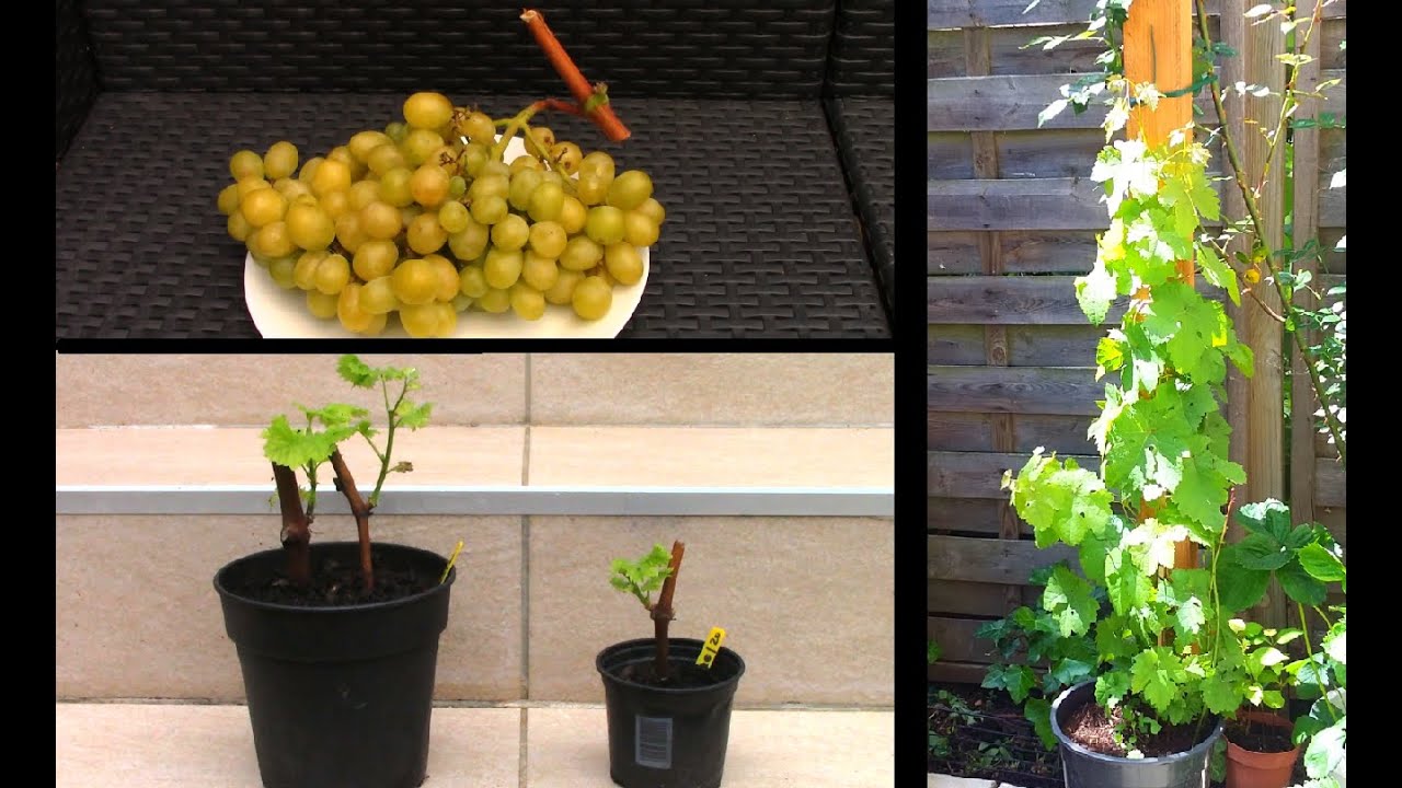 Bouturage de la vigne à partir de raisin du commerce / Growing grape vine from commercial grapes