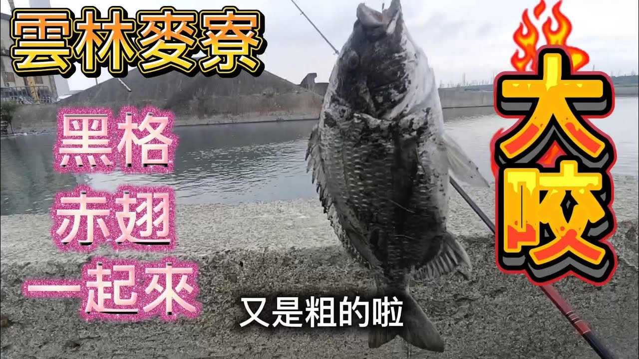 流水一到🐟就開咬😍#輪到我大咬了 #清水福海釣練餌 #老蕭釣什麼 #擊敗蚵棚 #蝦皮搜尋文正水世界#大釣客釣具 #感謝大家 #阿旺愛釣魚 #fishing #釣魚 