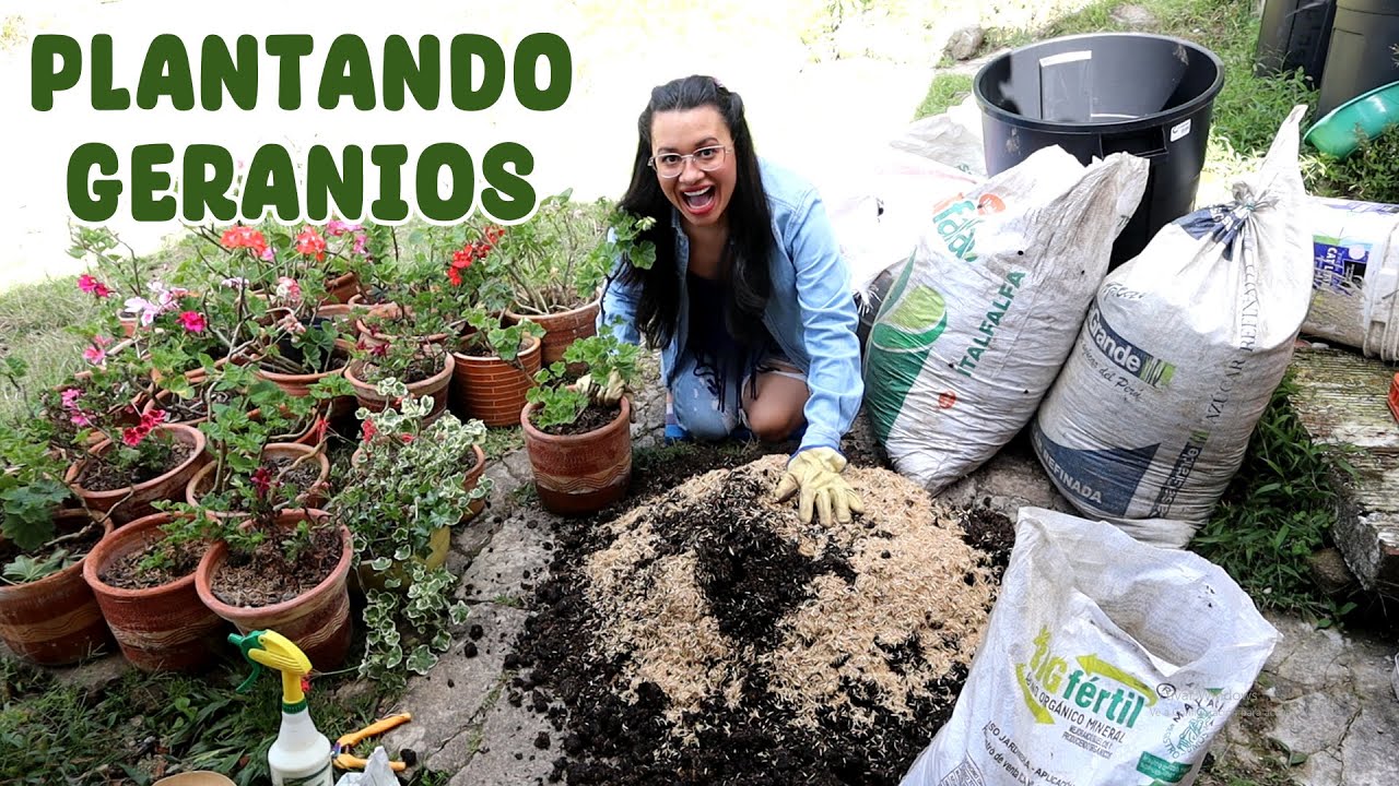 Trasplantando todos mis geranios/novios/malvones y cómo hacer florecer otra vez | Candy Bu