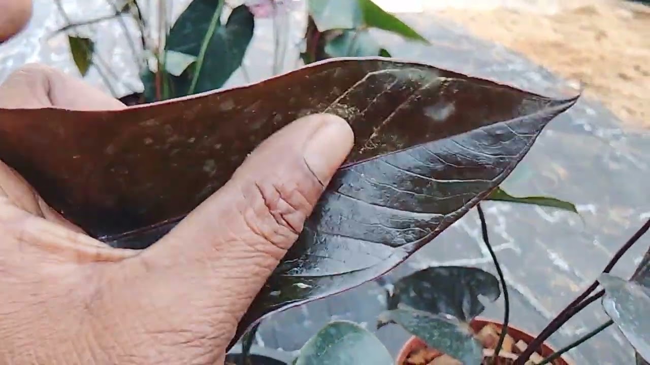 290 ඇන්තූරියම් ඔයාලටම තමා Anthurium 