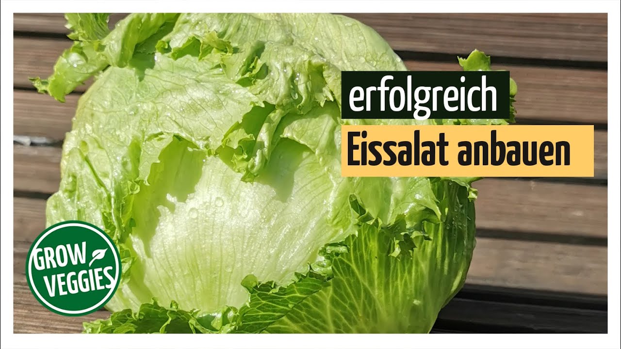 Salat erfolgreich anbauen | Eissalat | Gemüseanbau im Garten @Gartengemüsekiosk