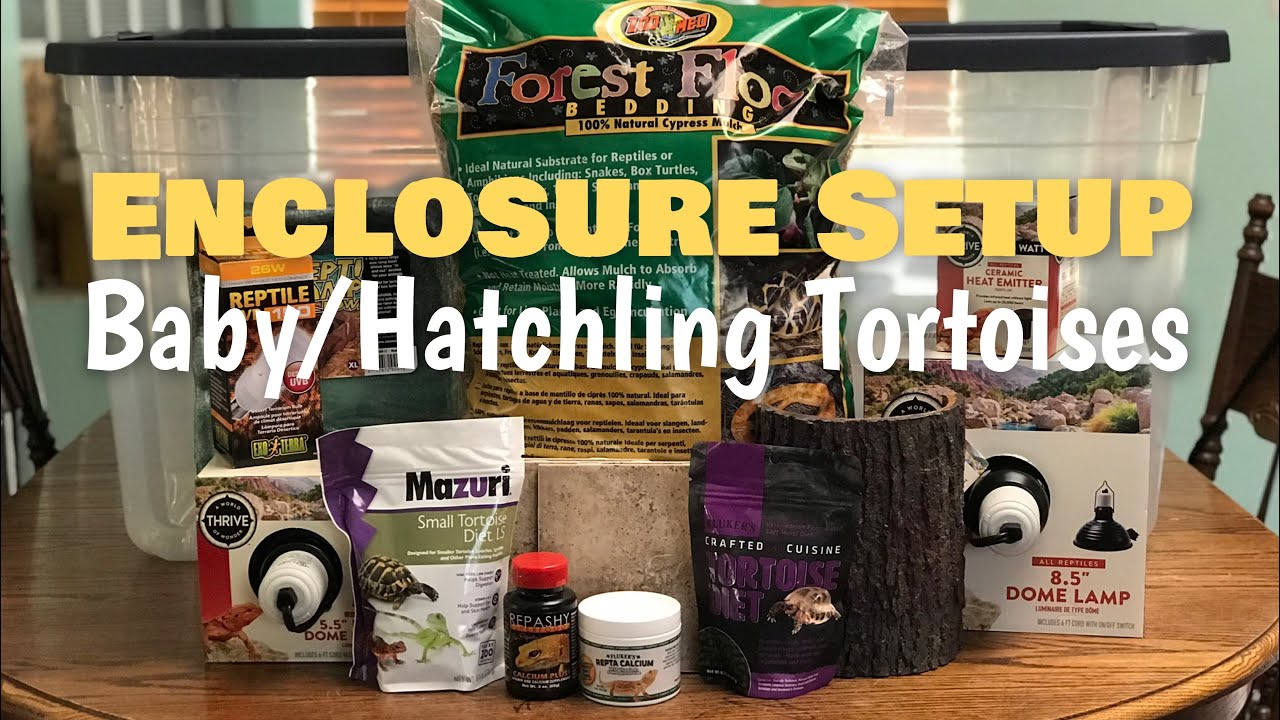 Enclosure Setup for a Baby/Hatchling Tortoise