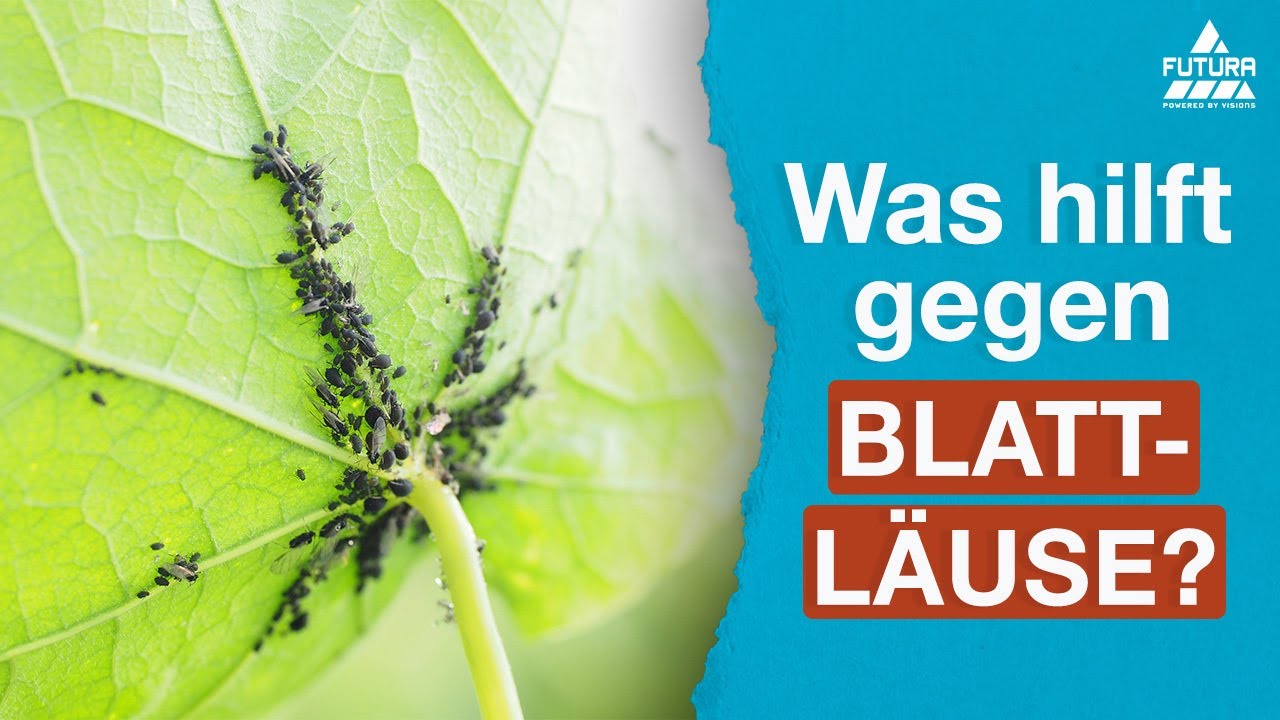 Blattläuse bekämpfen | Was hilft wirklich?
