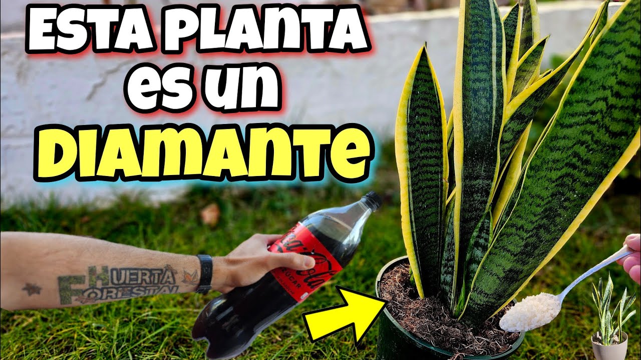El 98% de LOS JARDINEROS TIENE esta PLANTA en CASA! Son TESOROS (Sanseviera, Usos y Cuidados)