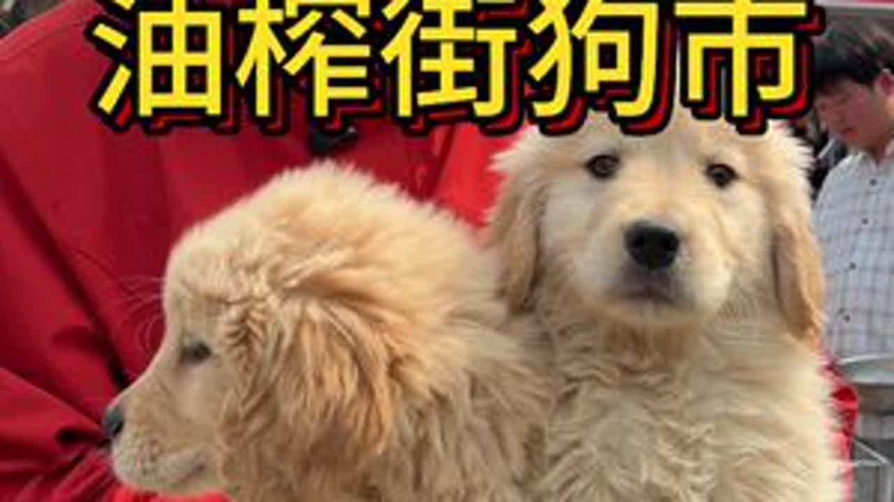 每个星期六早上贵阳市区最热闹的宠物市场，油榨街狗市。捡漏小金毛！贵阳市区宠物最多的宠物批发市场！#萌宠出道计划 #狗市 #狗市捡漏 #贵阳狗市 #最乖小金毛