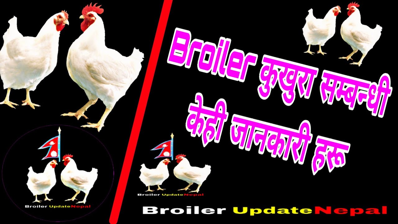 Broiler Chick Framing Introduction//बोइरल कुखुरा बारे केही जानकारी ||Broiler Update Nepal ||