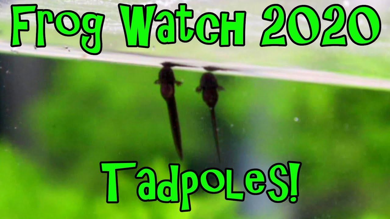 Tadpoles! - Frog Watch 2020