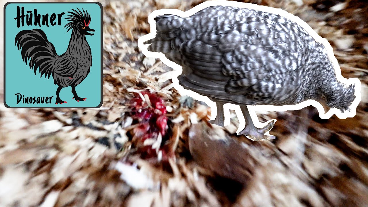 ☠️Todbringende Kokzidiose bei meinen Jung-Hühnern - Handlungsoptionen & Informationen, Symptome 🐔
