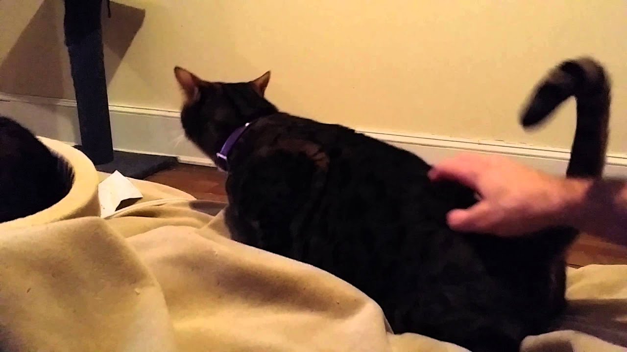 Baby cat back scratch