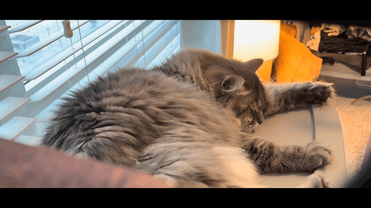 keyboard asmr | ft. cat 🌧️ ⌨️