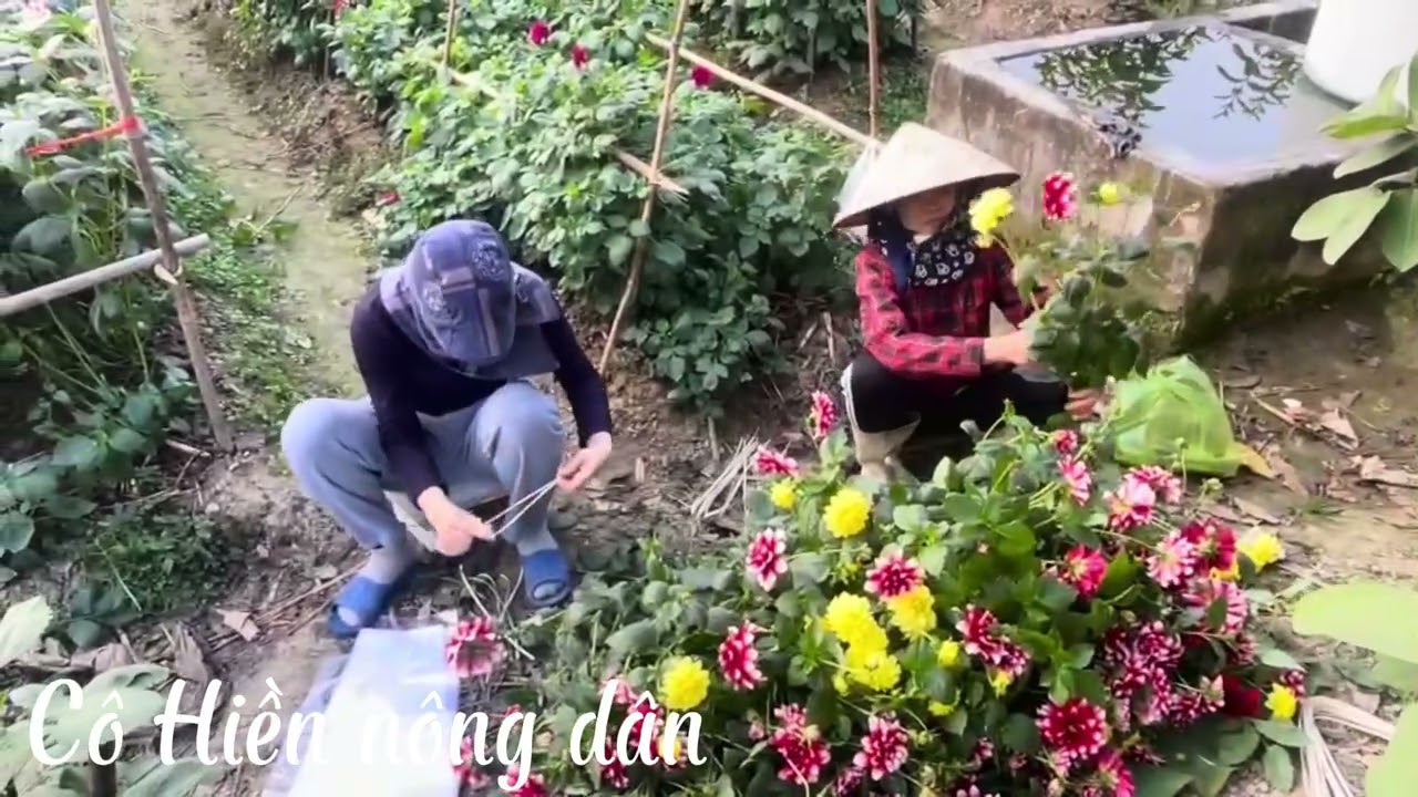Thu hoạch hoa Tết