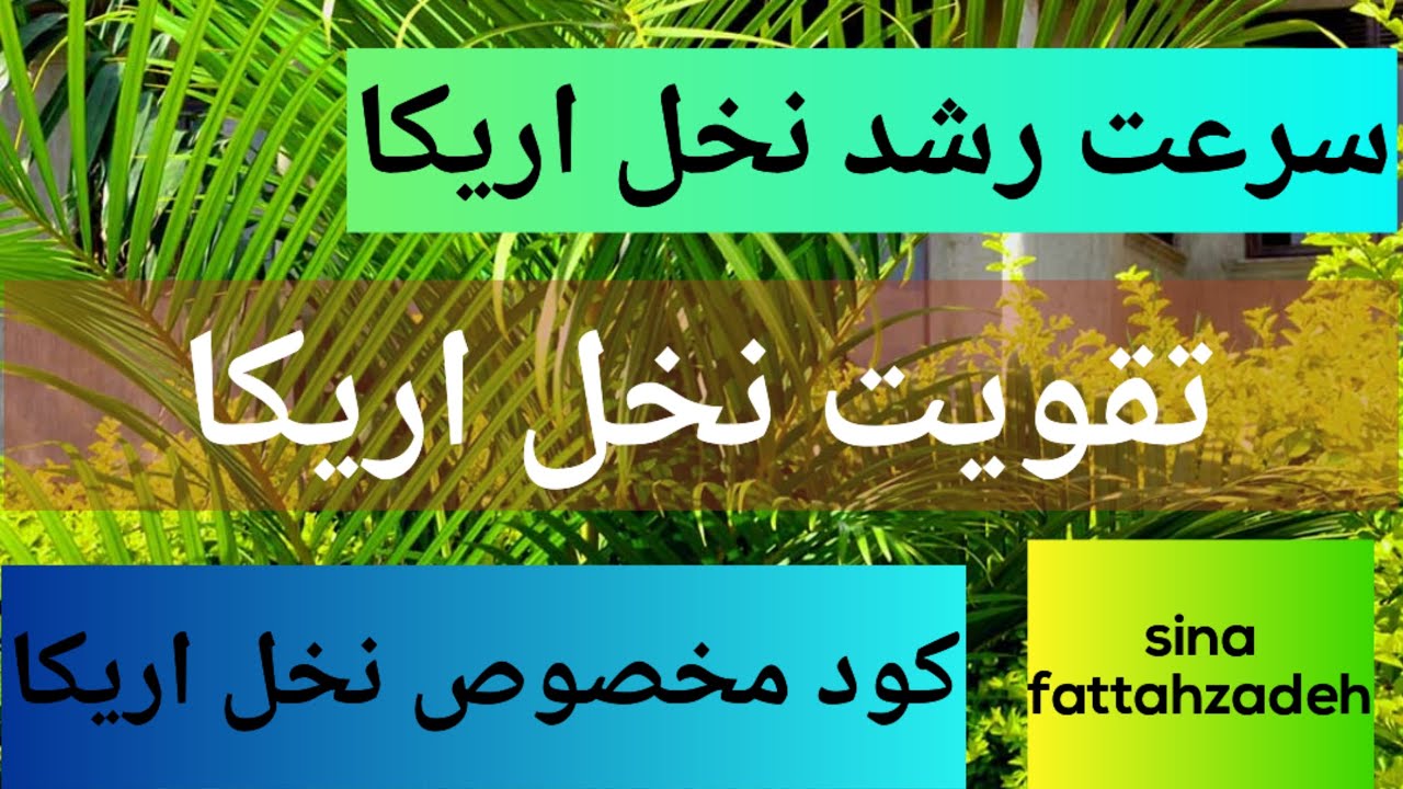 تقویت نخل اریکا 😍 | افزایش سرعت رشد نخل اریکا | کود مخصوص نخل اریکا