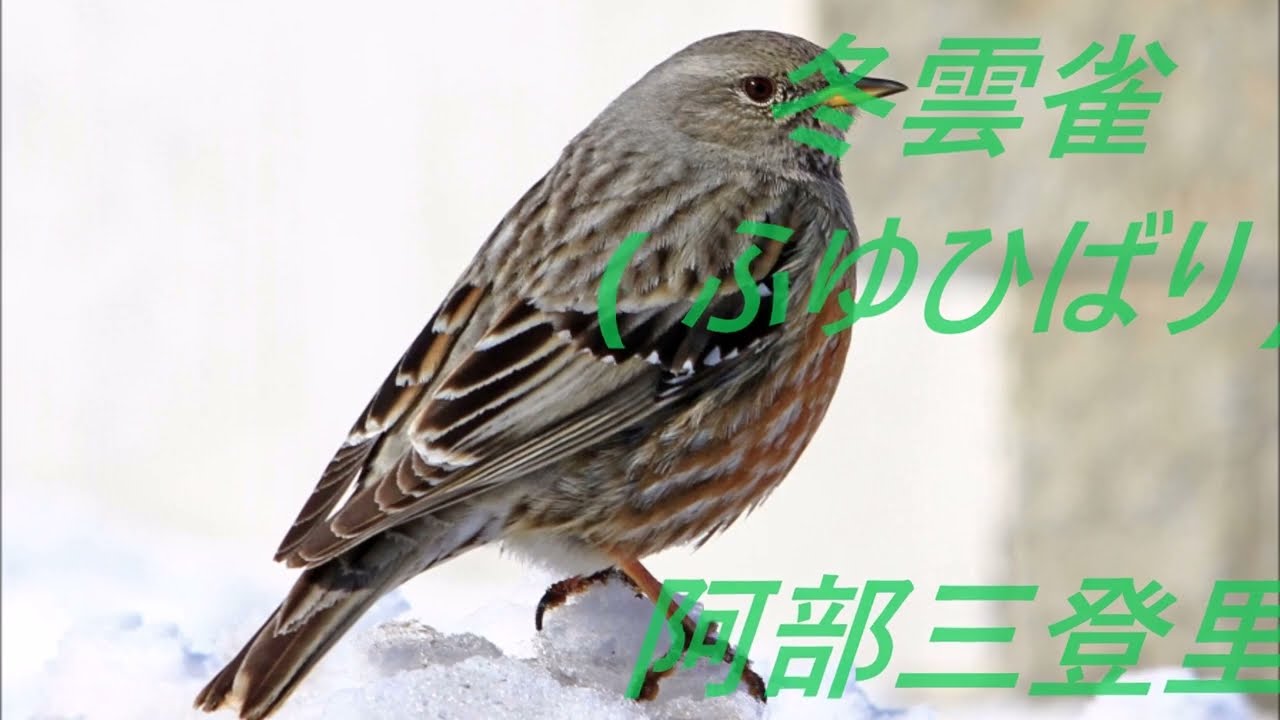 🎵 冬雲雀 🎵　🎤阿部三登里🎤　　💓