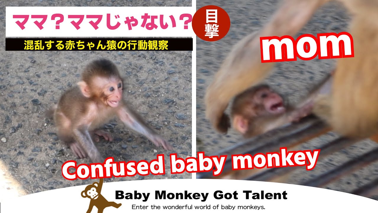 Смущённый детёныш обезьяны! Это мама или нет?/ monpai monyet snowmonkey