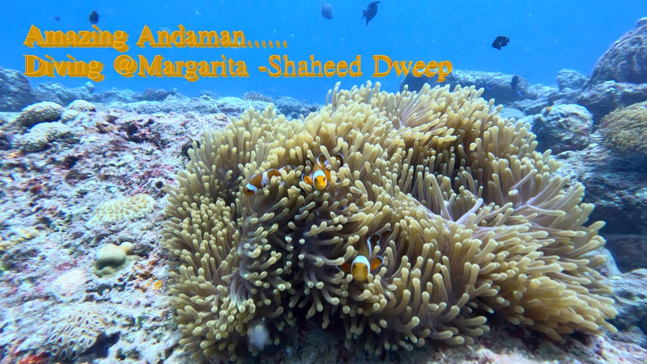 Amazing Andaman.. Diving @ Margarita - Shaheed Dweep