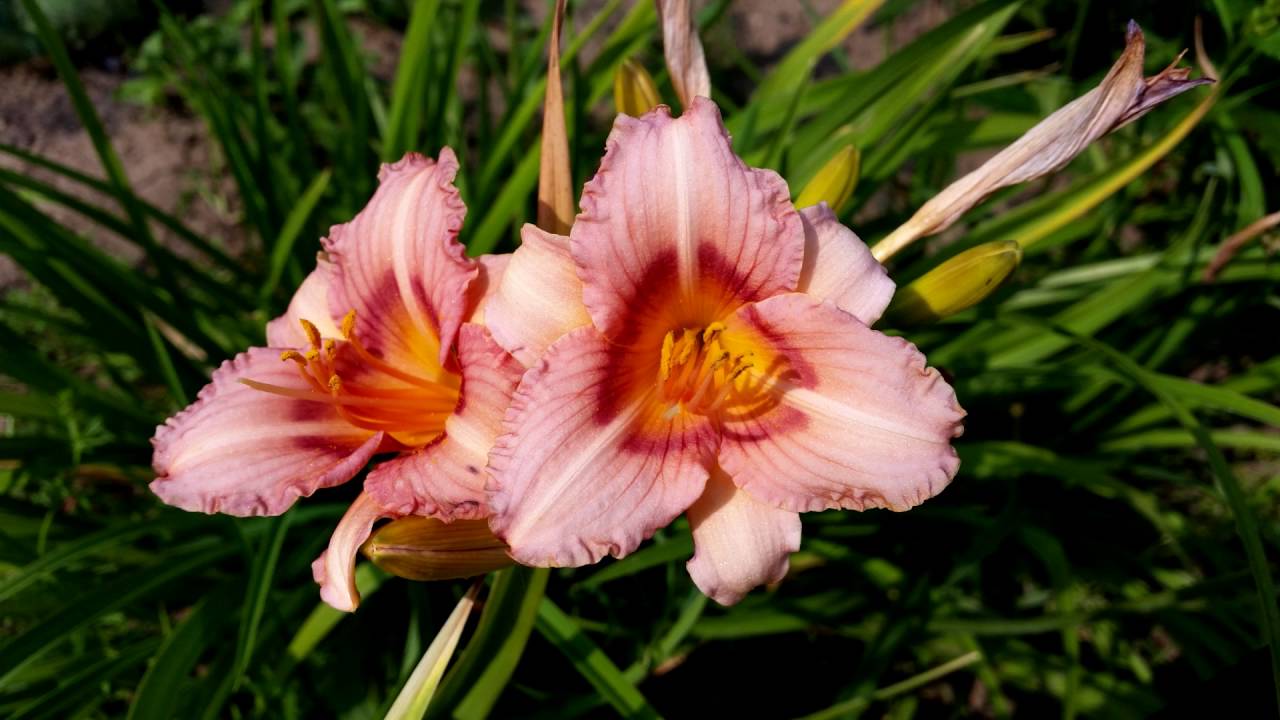 Waltz of the flowers - Tchaikovsky - Vals de las flores