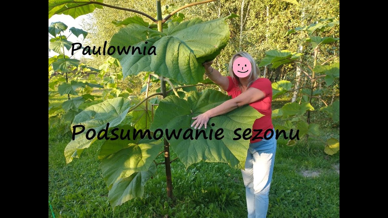 Paulownia. Podsumowanie roku 2021.
