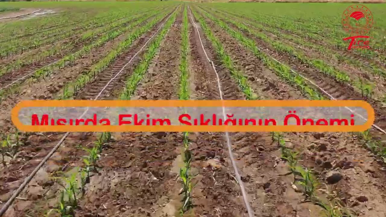 Mısır Ekiminde Yapılan Hatanın Hasattaki Sonuçları