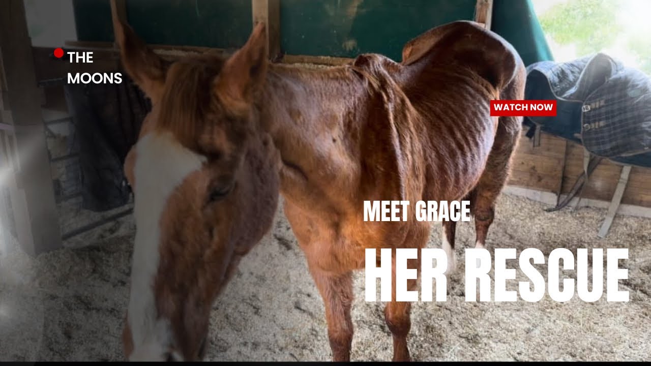 Rescuing Grace: A Heartwarming Escape from the Meat Trade
