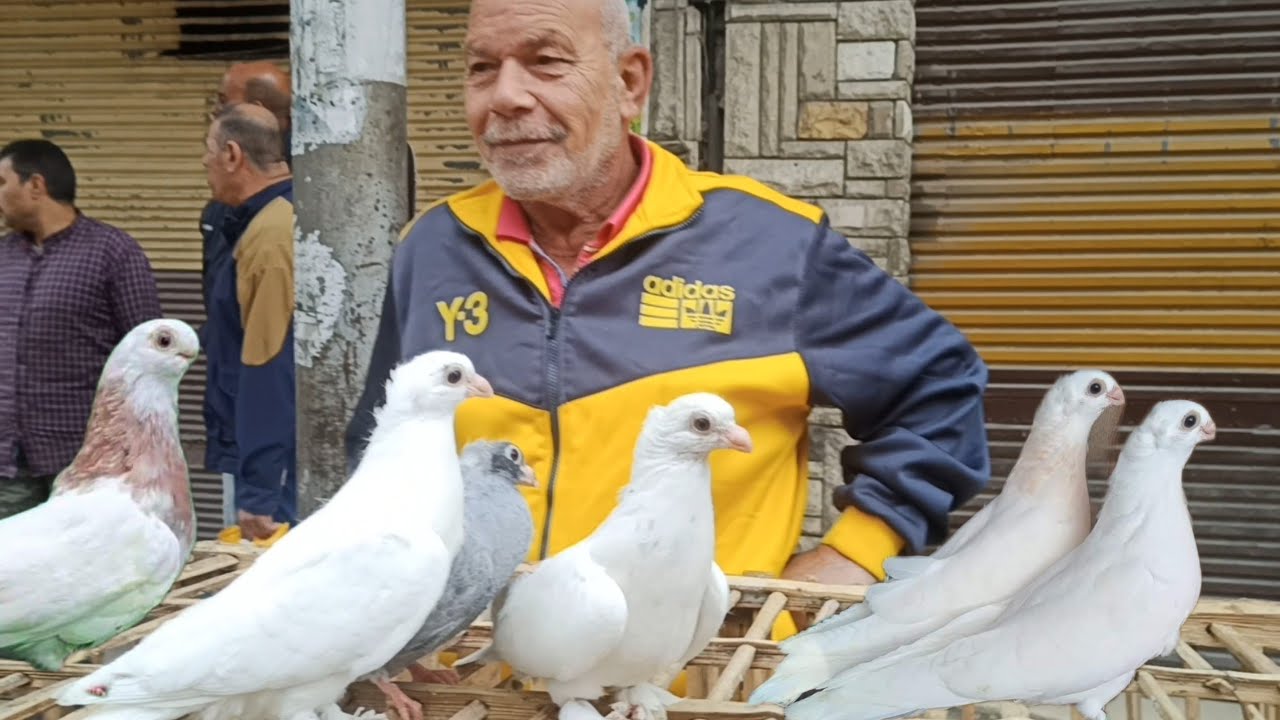 مفاجأة 😱فى أسعار الحمام فى  سوق الجمعة بالاسكندريه الغوزار والزواجل وز غاليل بارقام التليفونات