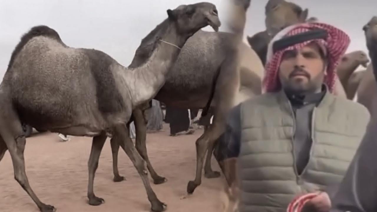 تجميع بعض مقاطع ديربي احمد قعيد وزايد العاصي !