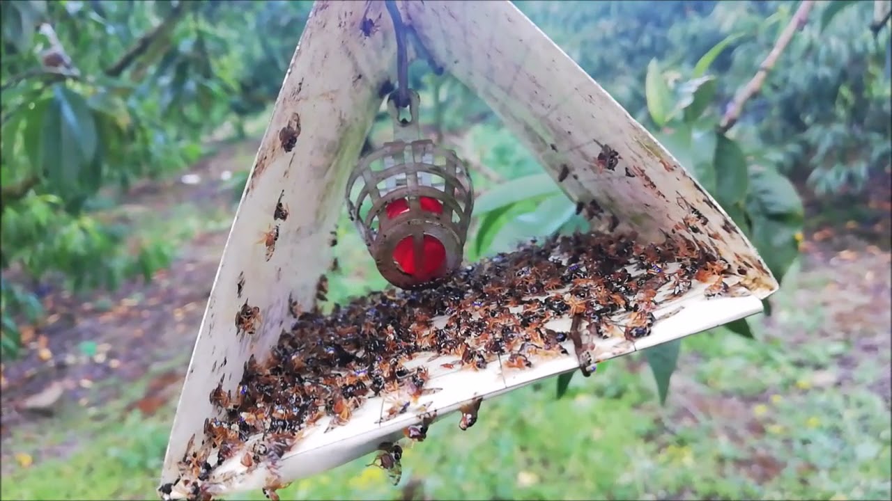 TRAMPA JACKSON, CONTROL DE LA MOSCA DE LA FRUTA EN EL CULTIVO DE DURAZNO!!