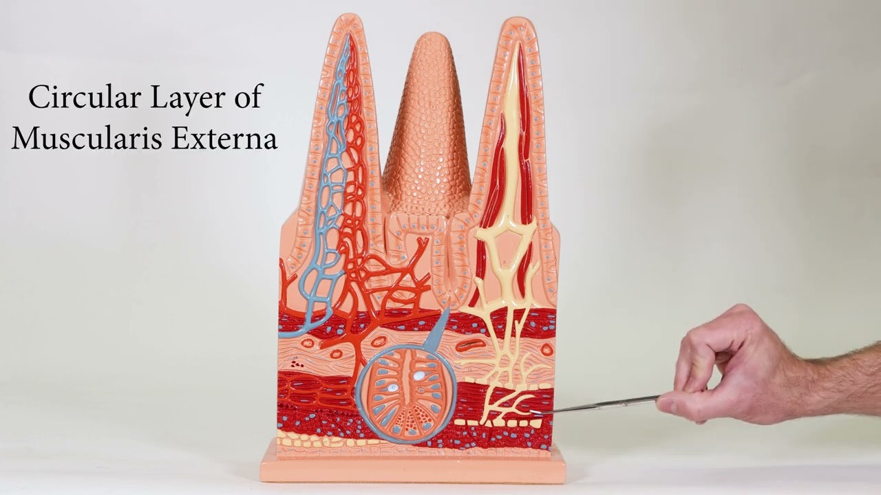 Intestinal Villi Model